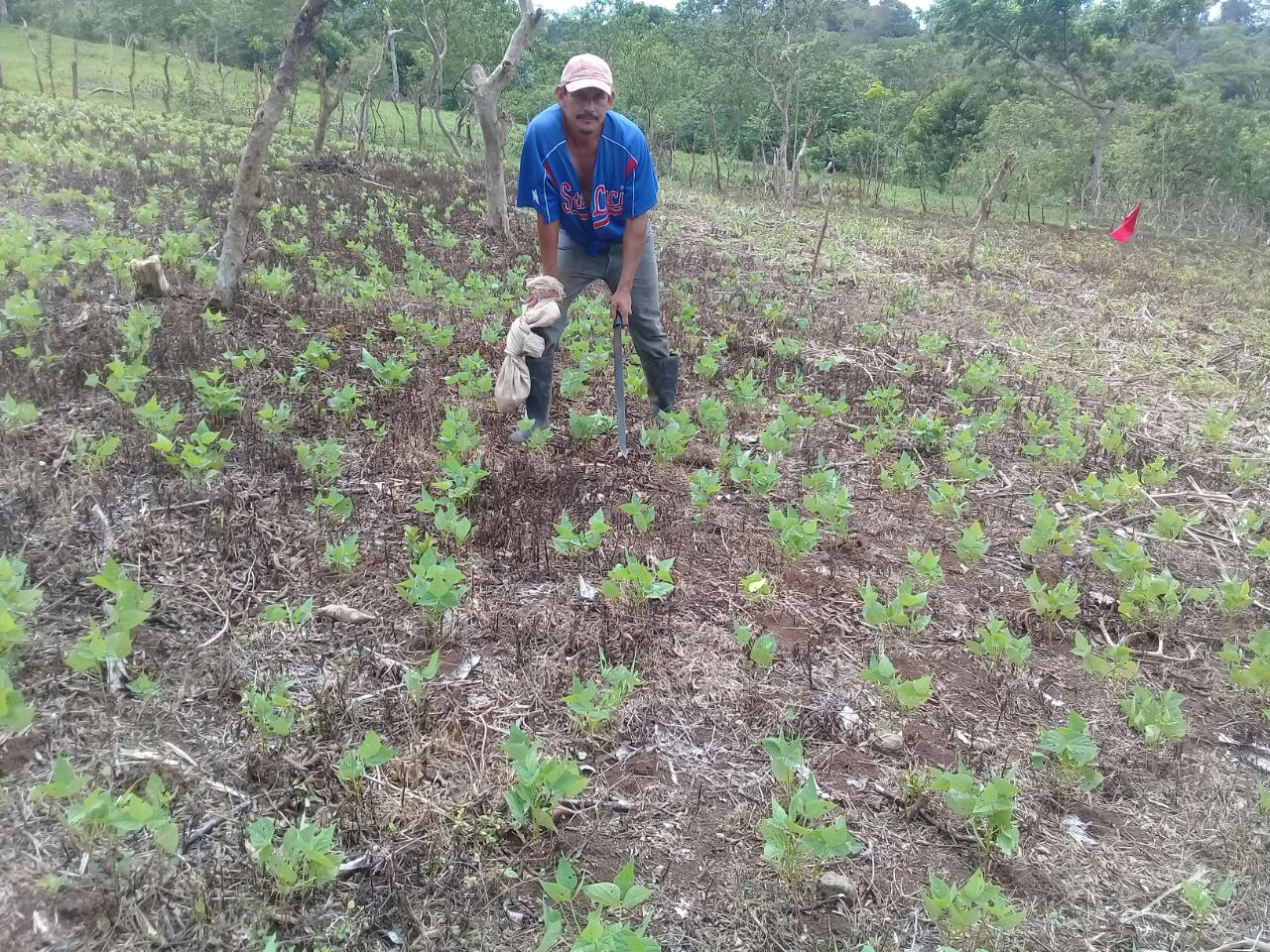 Guinea1